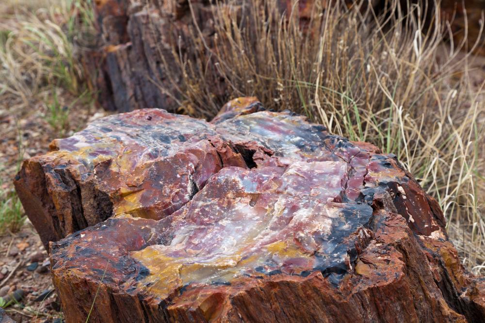 Petrified Wood Meaning and Spiritual Properties