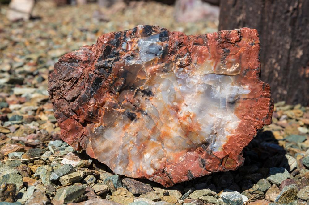 Petrified Wood Meaning and Spiritual Properties
