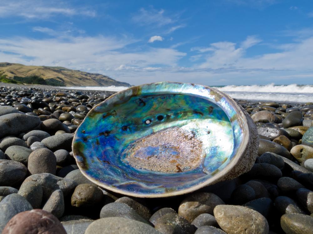 Abalone Shell Meaning and Spiritual Properties