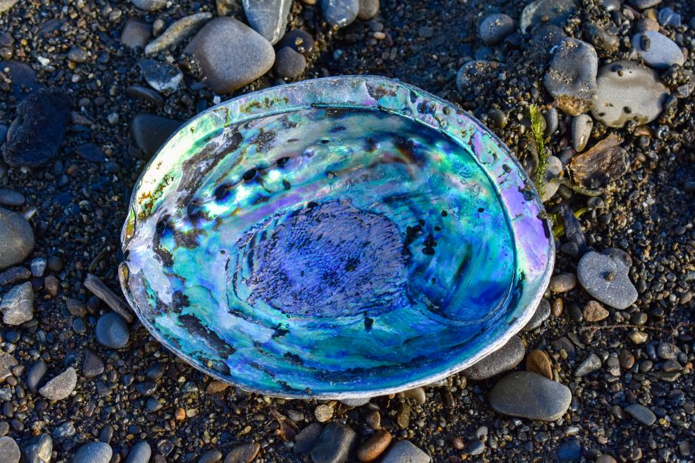 Abalone Shell Meaning and Spiritual Properties