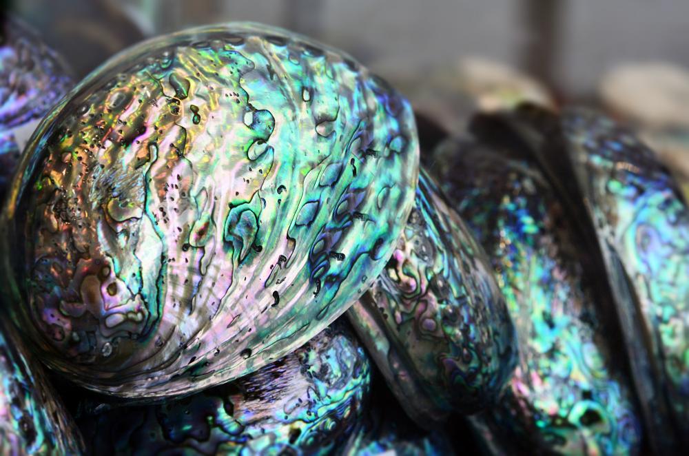 Abalone Shell Meaning and Spiritual Properties
