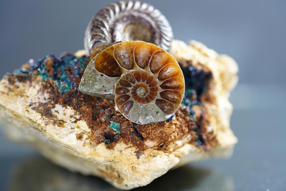 Ammonite Meaning and Spiritual Properties