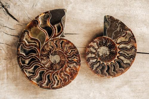 Ammonite Meaning And Spiritual Properties